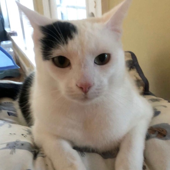 Meet your Posher, Abdul - Picture 1 of 1